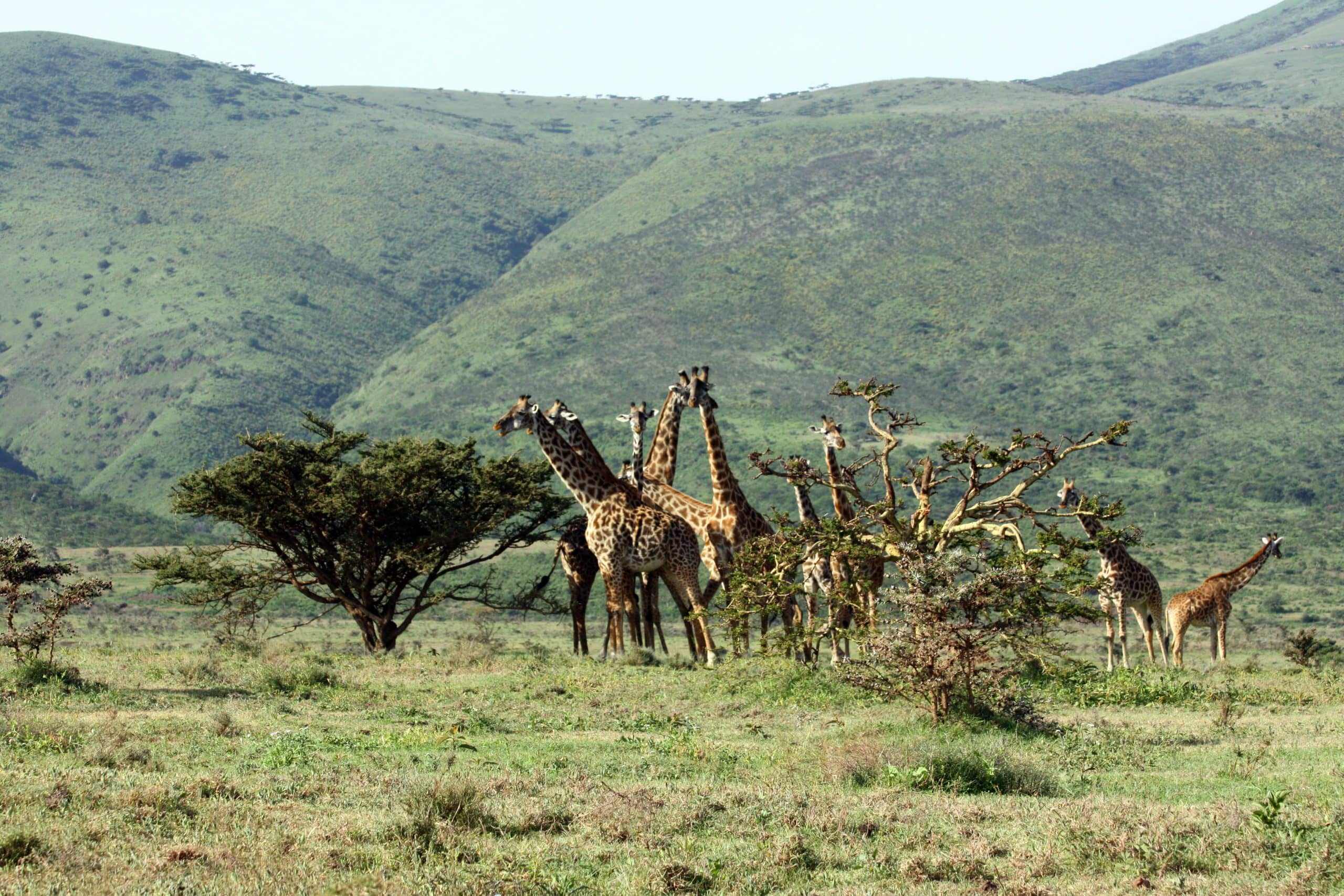 Best motorbike motorcycle adventure off-road tours safaris Tanzania 4strokemaasai Limited Serengeti National parks