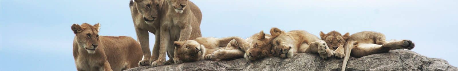 lions edited panorama Best motorbike motorcycle adventure off-road tours safaris Tanzania 4strokemaasai Limited Serengeti National parks