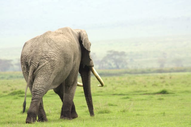 Best motorbike motorcycle adventure off-road tours safaris Tanzania 4strokemaasai Limited Serengeti National parks