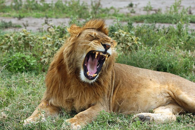 Best motorbike motorcycle adventure off-road tours safaris Tanzania 4strokemaasai Limited Serengeti National parks